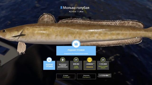 Редкий трофей, Мольва голубая