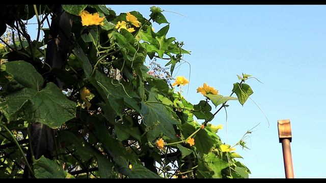 [Sub]  열대야 없는 산골일상 / 수박따기 / 고추된장무침 만들기 / Summer daily life in the mountains~!!