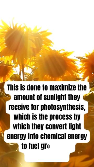Unlocking the Secrets of Sunflower Behavior: Why Do They Face the Sun? 🤔 #shorts #funfacts смотреть онлайн