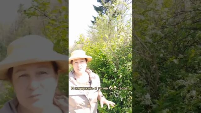 Чай из черемухи для отличного пищеварения! смотреть онлайн