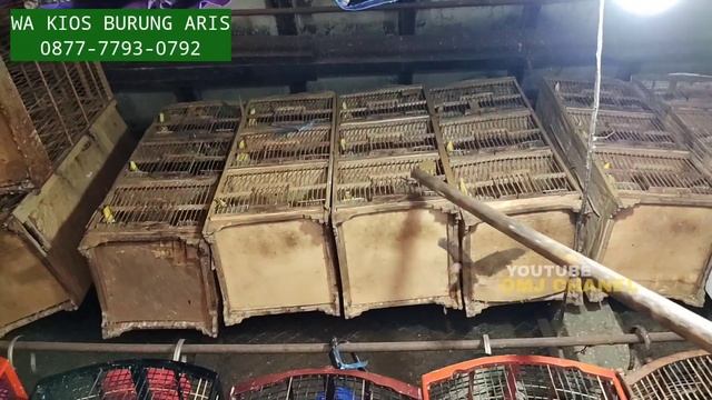 EDAN BENER ! BARU NEMU OBRAL JALAK BALI SAMPAI 750RB AN JURAGAN PASAR BURUNG PRAMUKA смотреть онлайн