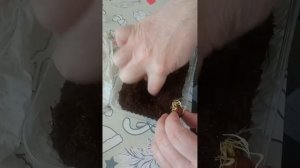 Фундук, проращивание.