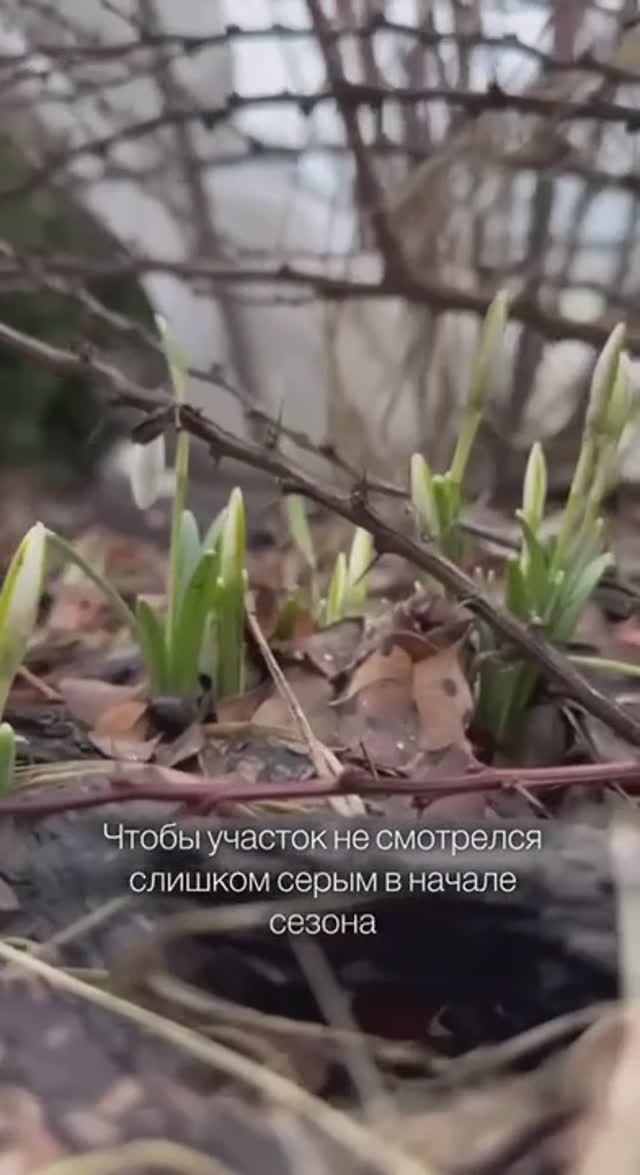 Луковичные в начале сезона #луковичные #луковичныецветы #shorts
