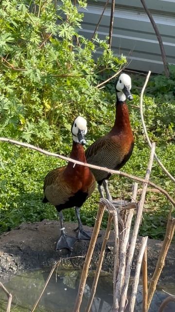 White-faced tree #waterfowl #duck #wildduck duck смотреть онлайн