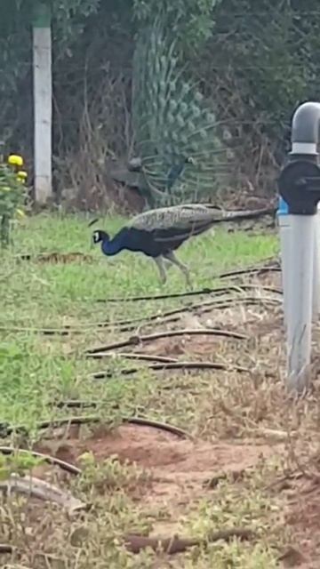 peacock feature with good sound quality #shorts #shortsfeed #peacock #feather смотреть онлайн