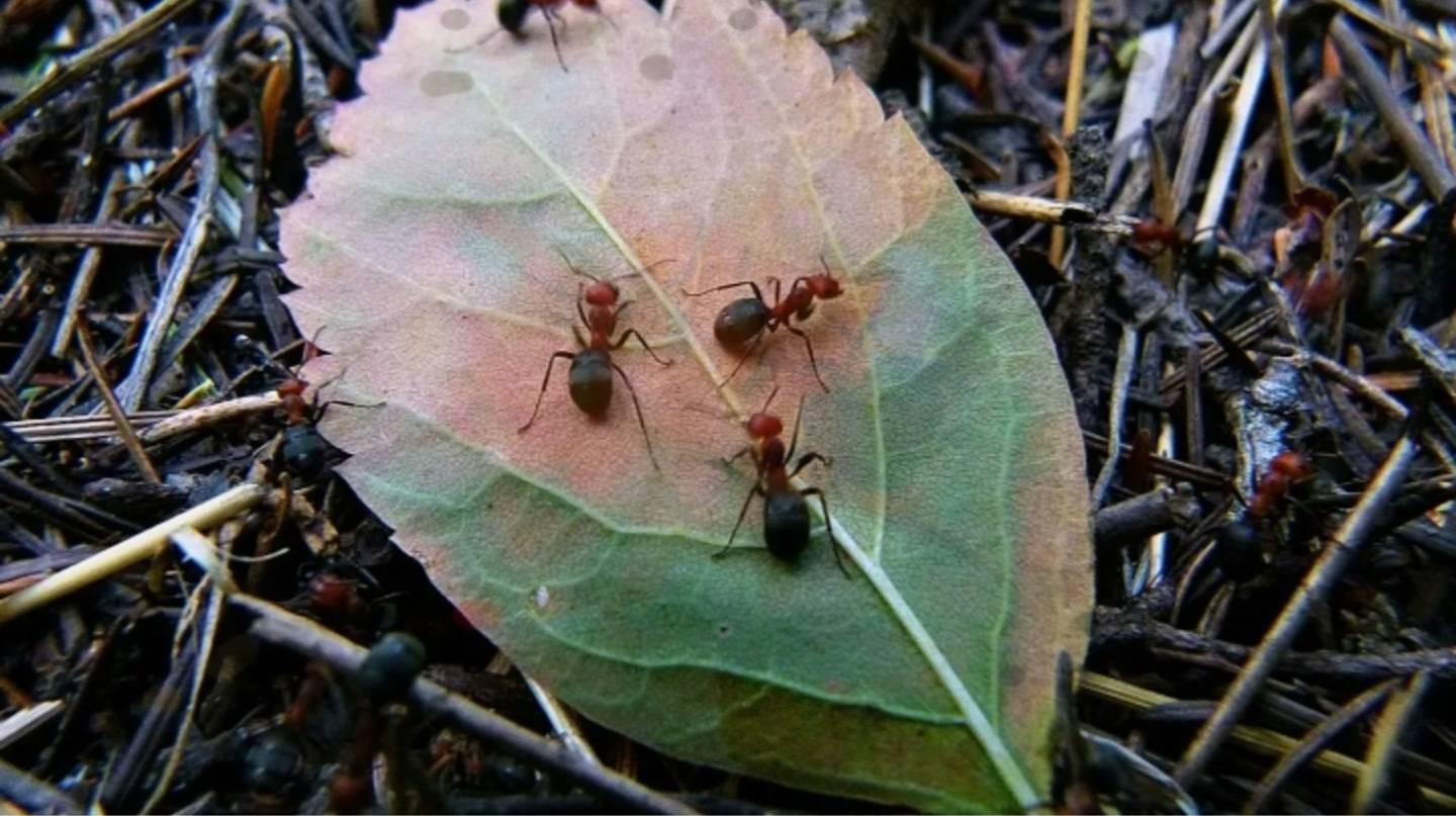 The ants 🐜