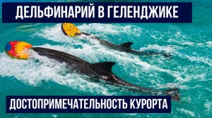 Дельфинарий в Геленджике, достопримечательность, шоу