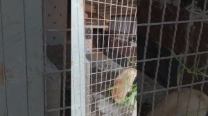 Травка для собачек