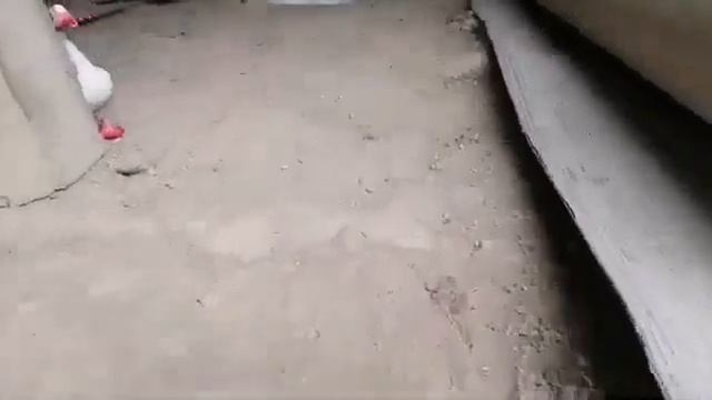 Where is the Elephant' - Toys Cartoon for kids - Vlad and Niki - Cocomelon - Marvel Doctor Strange👍 смотреть онлайн