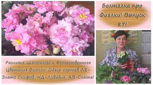 Болталка про Фиалки! Выпуск 87! Обзор сортов Фиалок ЛЕ-Злато Скифов, НД-Ливадия, АВ-Сказка!