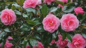 10 самых капризных комнатных растений - Советы для сада