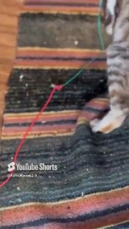 Суслик год спустя #cat #помощьбездомным #котик #брошенныекоты #животные #кот