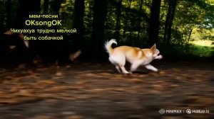 Чихуахуа трудно мелкой быть собачкой #чихуахуа #собаки #питомцы #юмор #песня #музыка