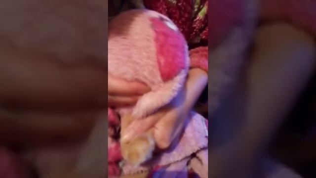 стрижка ногти коту, это жесть!!!!! аж телефон выбил смотреть онлайн