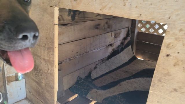 Gate successfully installed on Freya's kennel #viralvideo #pitbull #doglover #dogs #dogs #project смотреть онлайн