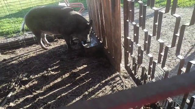 ВЫХОДНОЙ У ФЕРМЕРОВ КОСИМ ВАРИМ КРАСИМ ОТДАЁМ НАВАЗ В ДОБРЫЕ РУКИ✋🖐👋 смотреть онлайн