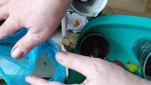 Распаковка пионов, что делаю дальше.