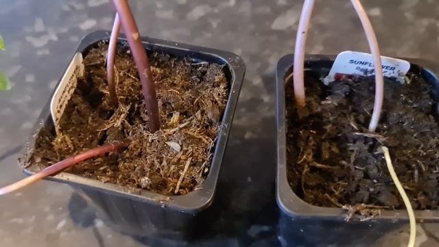 Update on ALL my seedlings 2023 смотреть онлайн