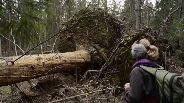 Мало кто видел такой ветровал. Жуткие Мещерские леса и топи. КукуруЗо. смотреть онлайн