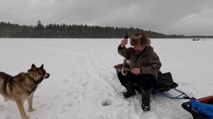 РЫБАК ВЫГЛЯНУЛ ИЗ ПАЛАТКИ И НЕ ПОВЕРИЛ ГЛАЗАМ. СУПЕР УЛОВ НА ЖЕРЛИЦУ. ПОСЛЕДНЯЯ СНАСТЬ ДАЛА ТРОФЕЙ