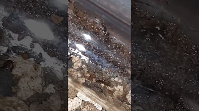 Aphaenogaster Longiceps workers hunting baby earwigs! EPIC смотреть онлайн