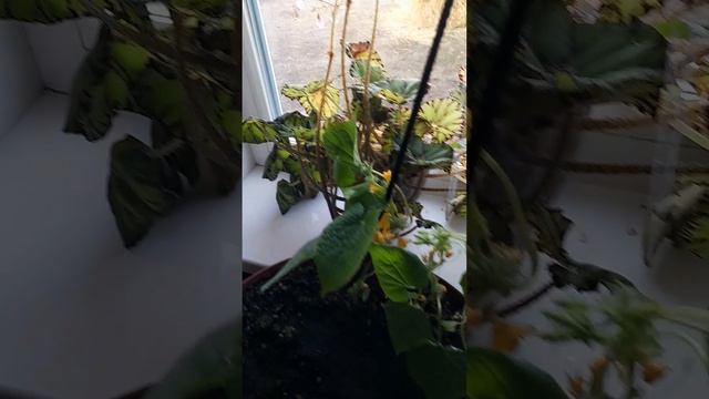 Огурцы цветут на подоконнике