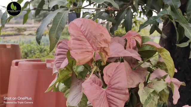 syngonium pink tissue culture plant ||
