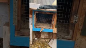 Супер родилка для кроликов !!!!!!!