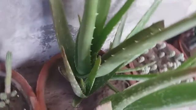How To Grow and Care Aloe Vera Plant / How To take care of Aloe Vera plant смотреть онлайн