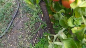 Томат Розовые Грушки. Урожайный, среднерослый, средне-раннего срока созревания.