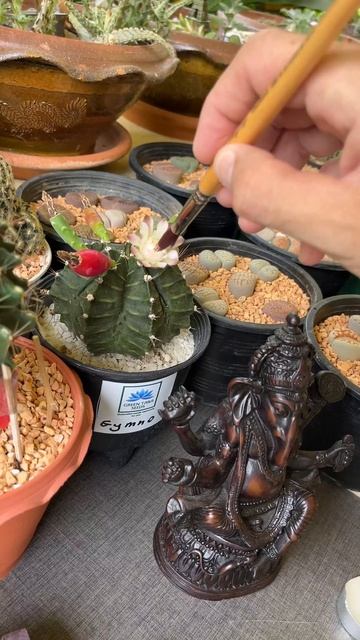 Опыление кактуса Gymnocalycium смотреть онлайн