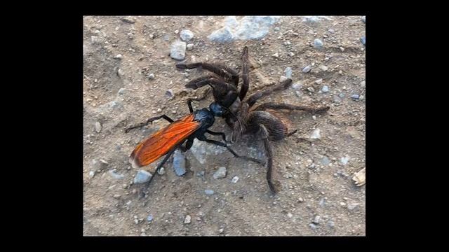 LAS PICADURAS MAS DOLOROSAS смотреть онлайн