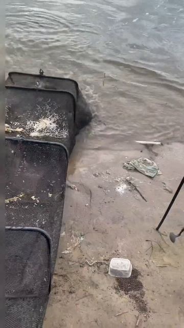 Поймали за ночь много сомов!😊👍👌 #рыбалка #som #сомики смотреть онлайн