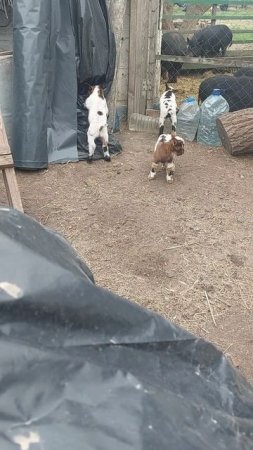 Забадаю-бадаю 🐐😄