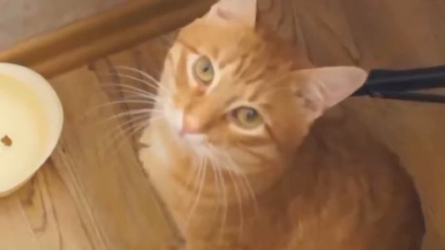 МОМЕНТЫ С ТИГРОЙ смотреть онлайн