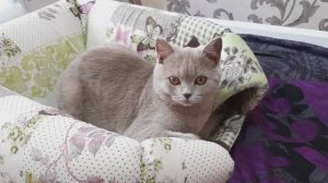 Чем кормить британских кошек