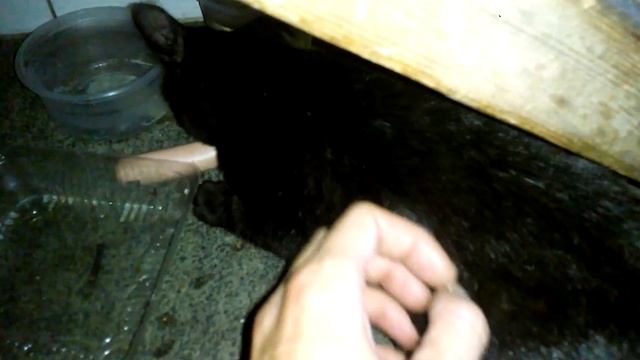 Приютили и накормили брошенного котенка. Homeless kitten feeding смотреть онлайн