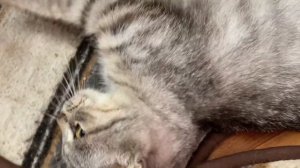 Слезятся глаза у котят-симптомы и лечение//Почему котёнок слепнет❓//Почему у котят слезятся глаза❓