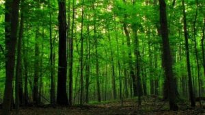 Лес //Шум леса АСМР (подборка шума в лесу)