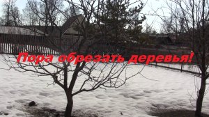 Пора обрезать деревья! 26 марта 2025