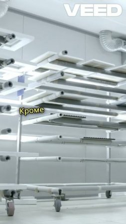 Берёза_ хороший выбор для дома.
