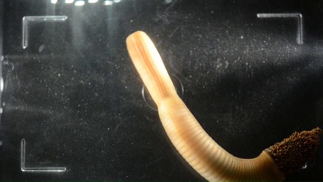 Priapulus caudatus смотреть онлайн