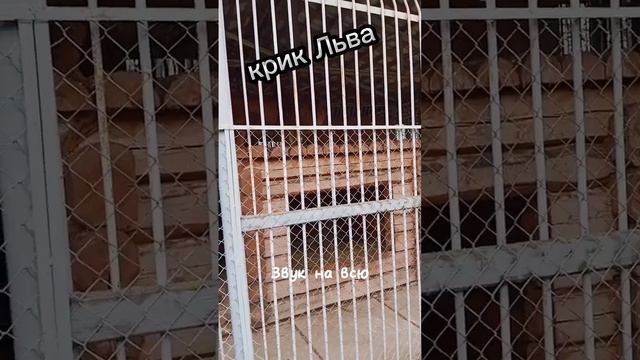 рычание Льва. Лёва из Могилёва! #лев #дикиезвери смотреть онлайн