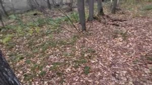 «Царица - Сосна», -  Бузулукский бор... Видео Виктор Поживин