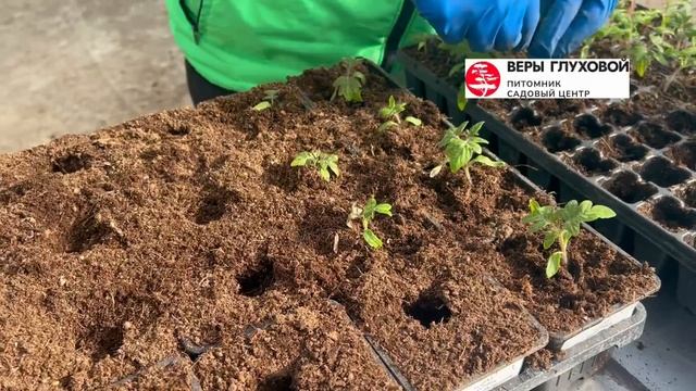 Показываем и рассказываем, как проводим пикировку ☝️