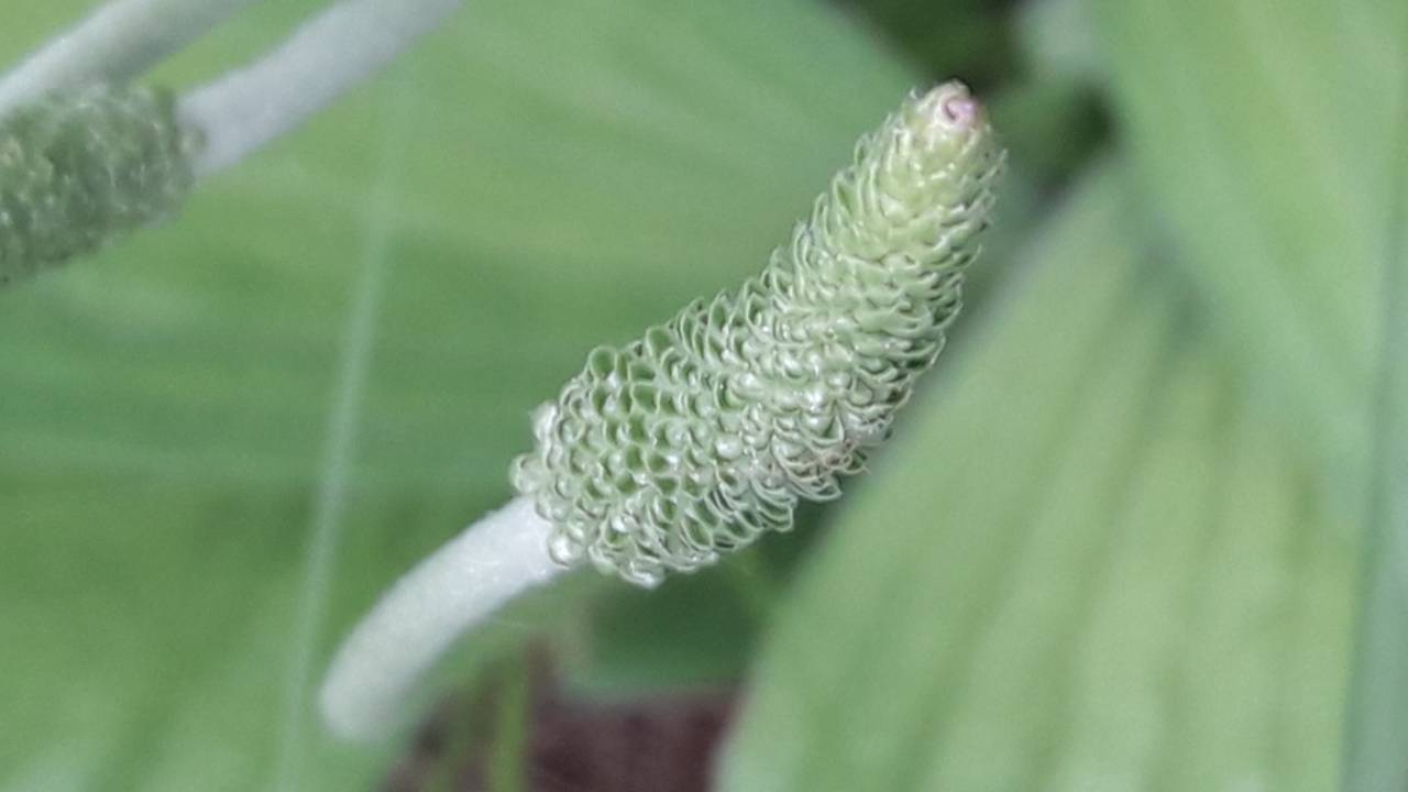 209. Подорожник средний - Plantago media