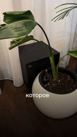 #комнатныерастения #уходзарастениями #фитодизайн #озеленение