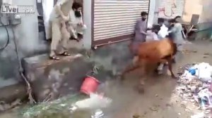 На человека напала корова