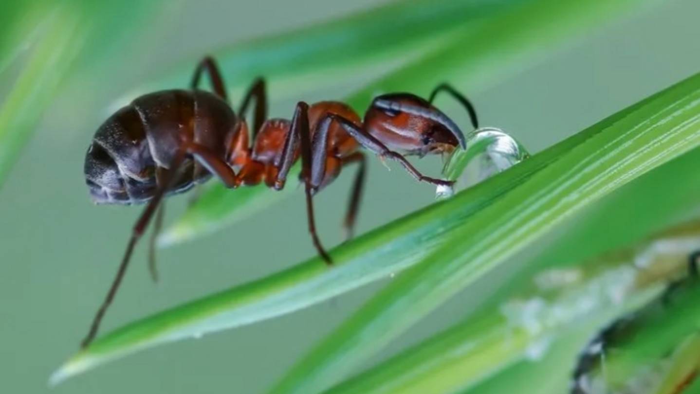 The ants 🐜 4