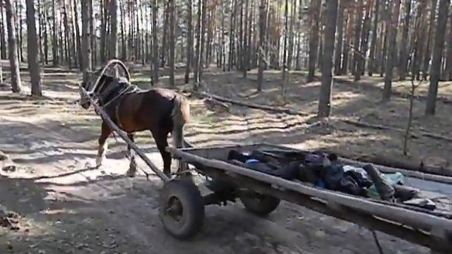 В лесу смотреть онлайн